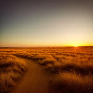 Golden Horizon: Majestic Sunset Over Desert Landscape