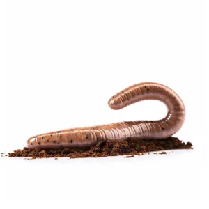 Close-up of a millipede on handsaw.