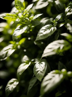 Fresh basil leaf on woody branch in spring garden