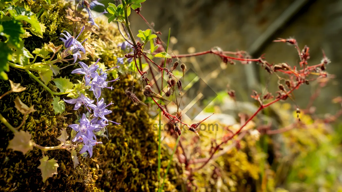 Picture of Yellow Forsythia Blooms in Autumn Park.