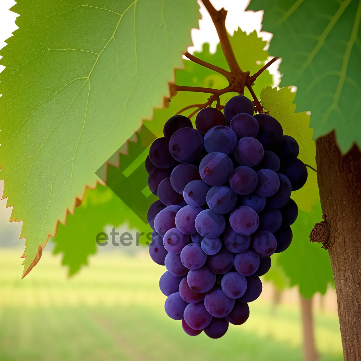 Picture of Vibrant Autumn Harvest: Juicy Purple Grapes in a Vineyard