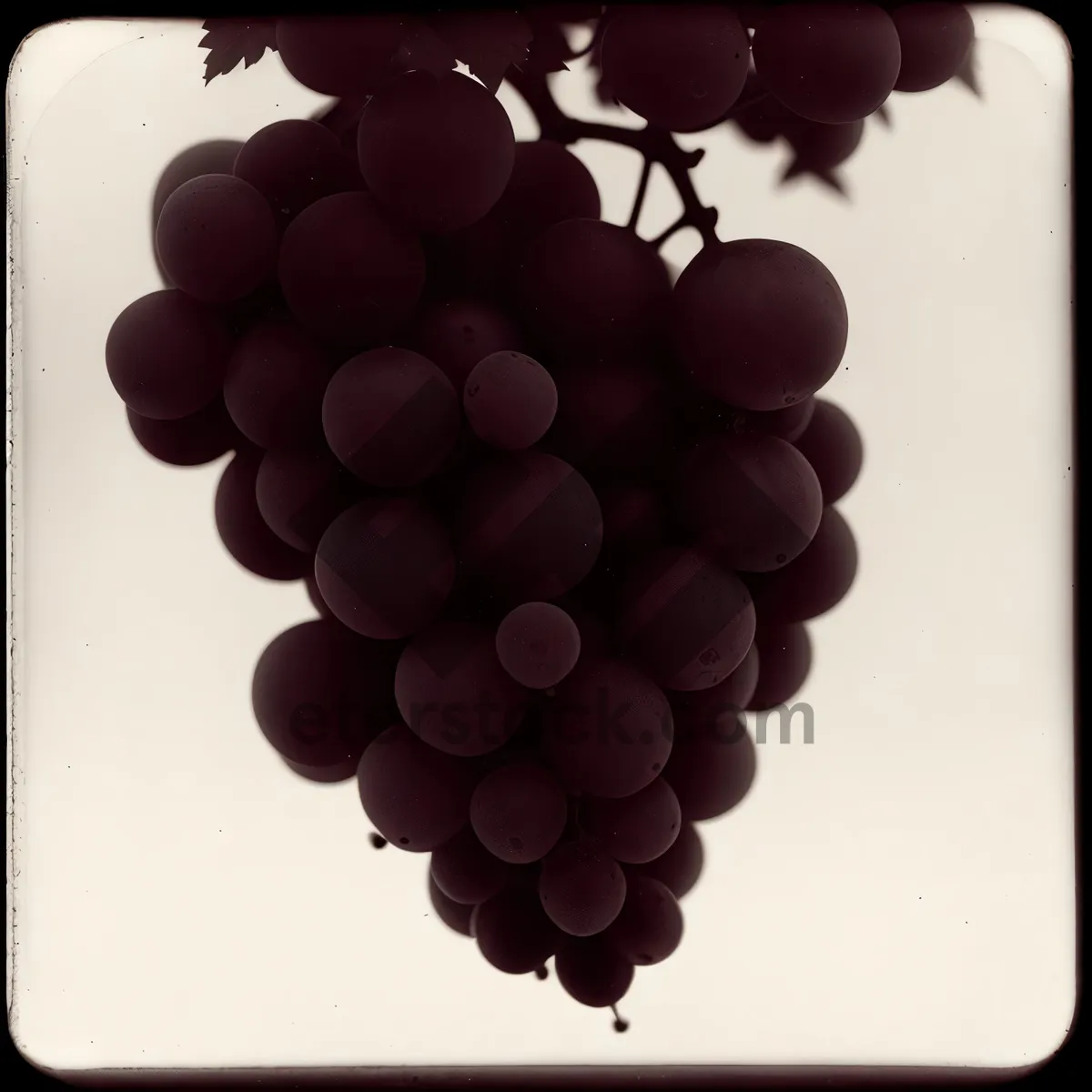 Picture of Sweet Autumn Harvest: Ripe Purple Grapes in Vineyard