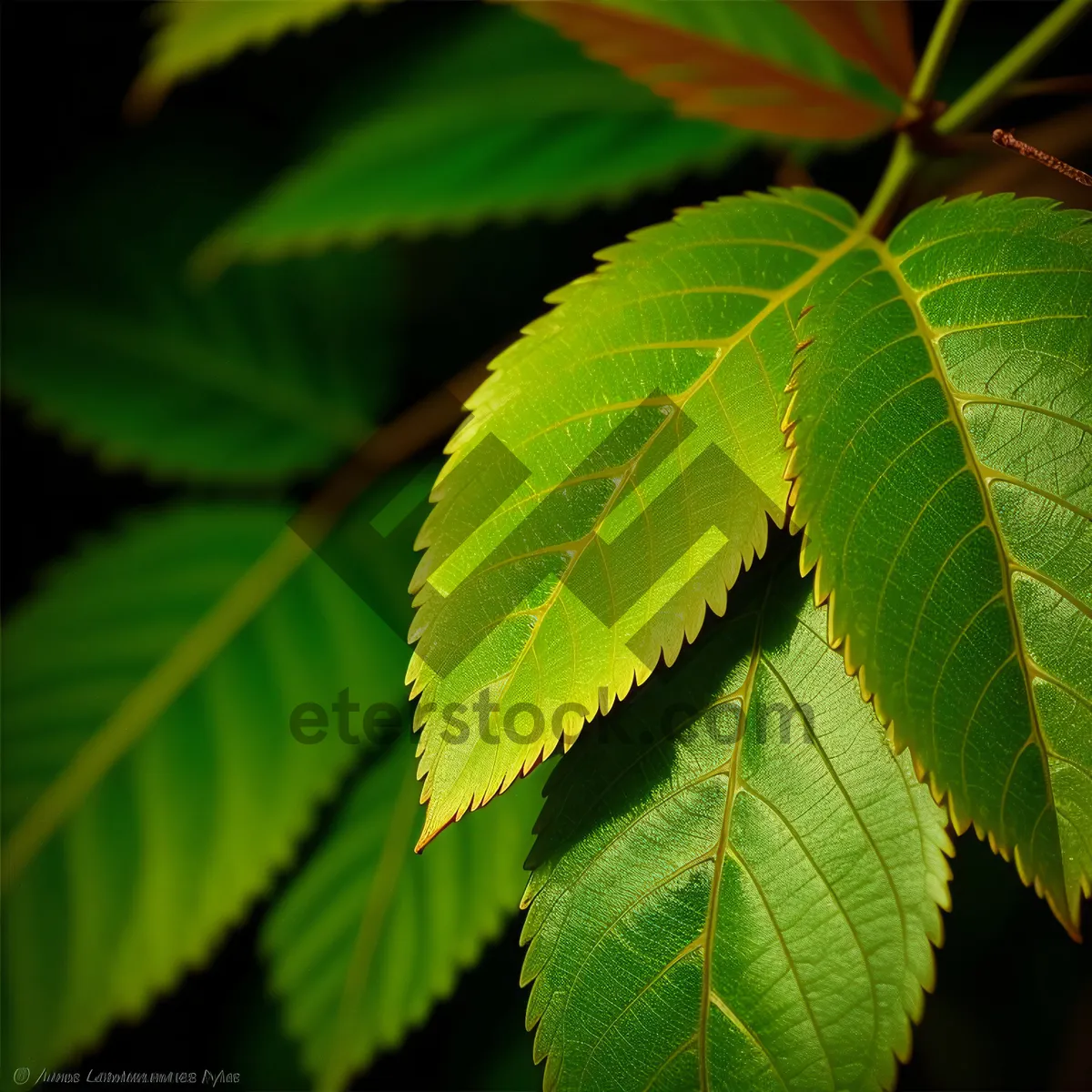 Picture of Sunlit Sumac: Lush Leaves Embracing Summer