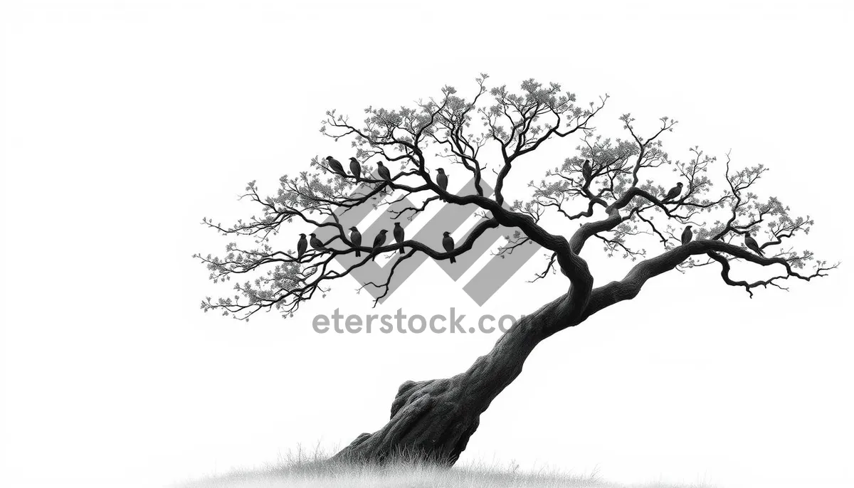 Picture of Oak tree in forest under blue sky