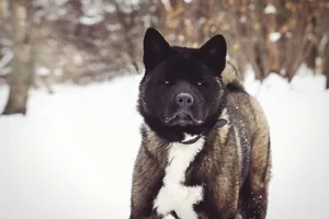 Black Shepherd Dog - Adorable Purebred Canine Portrait