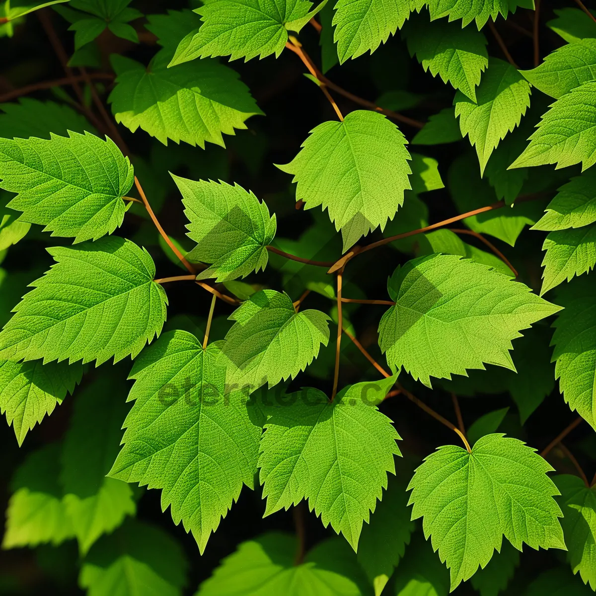 Picture of Sunny Elm Tree with Lush Foliage