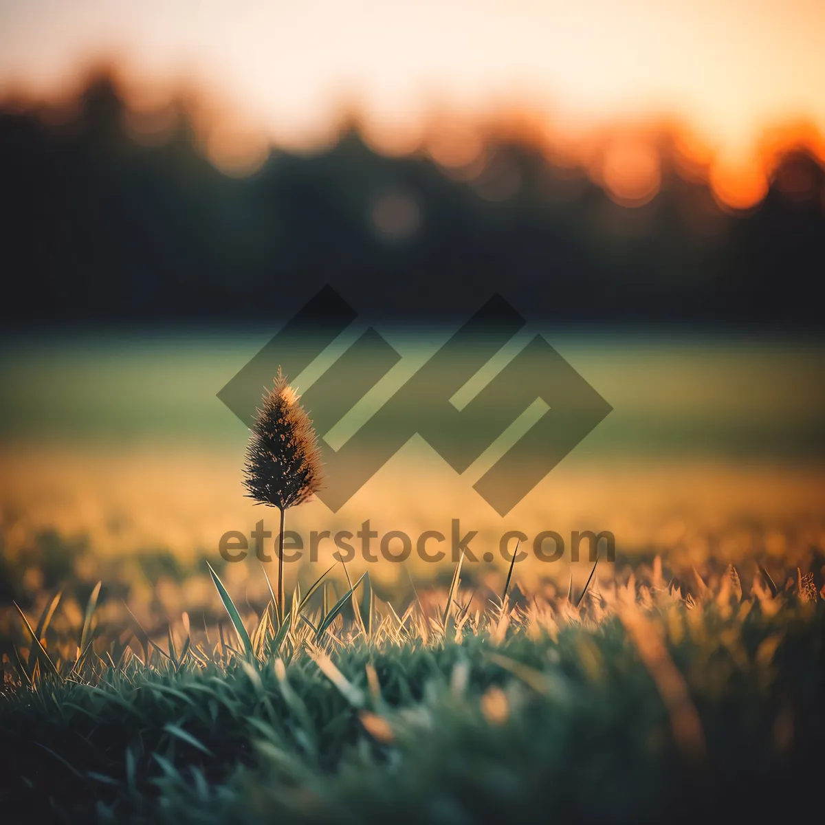 Picture of Golden Wheat Field Under Summer Sun