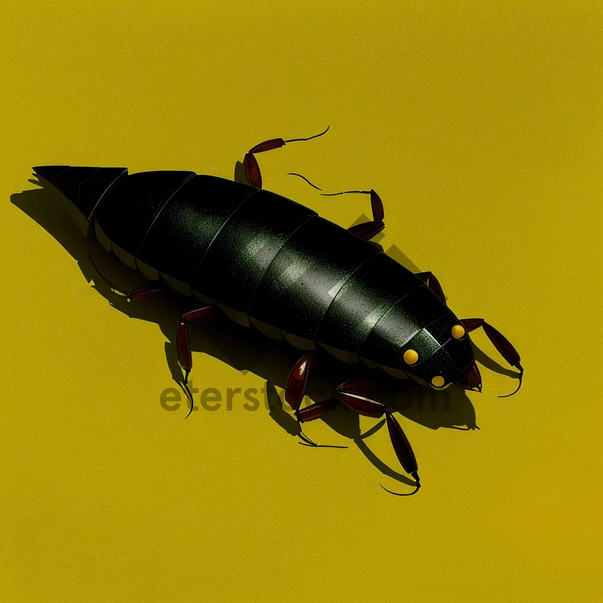 Picture of Earwig – Arthropod Insect on a Fish