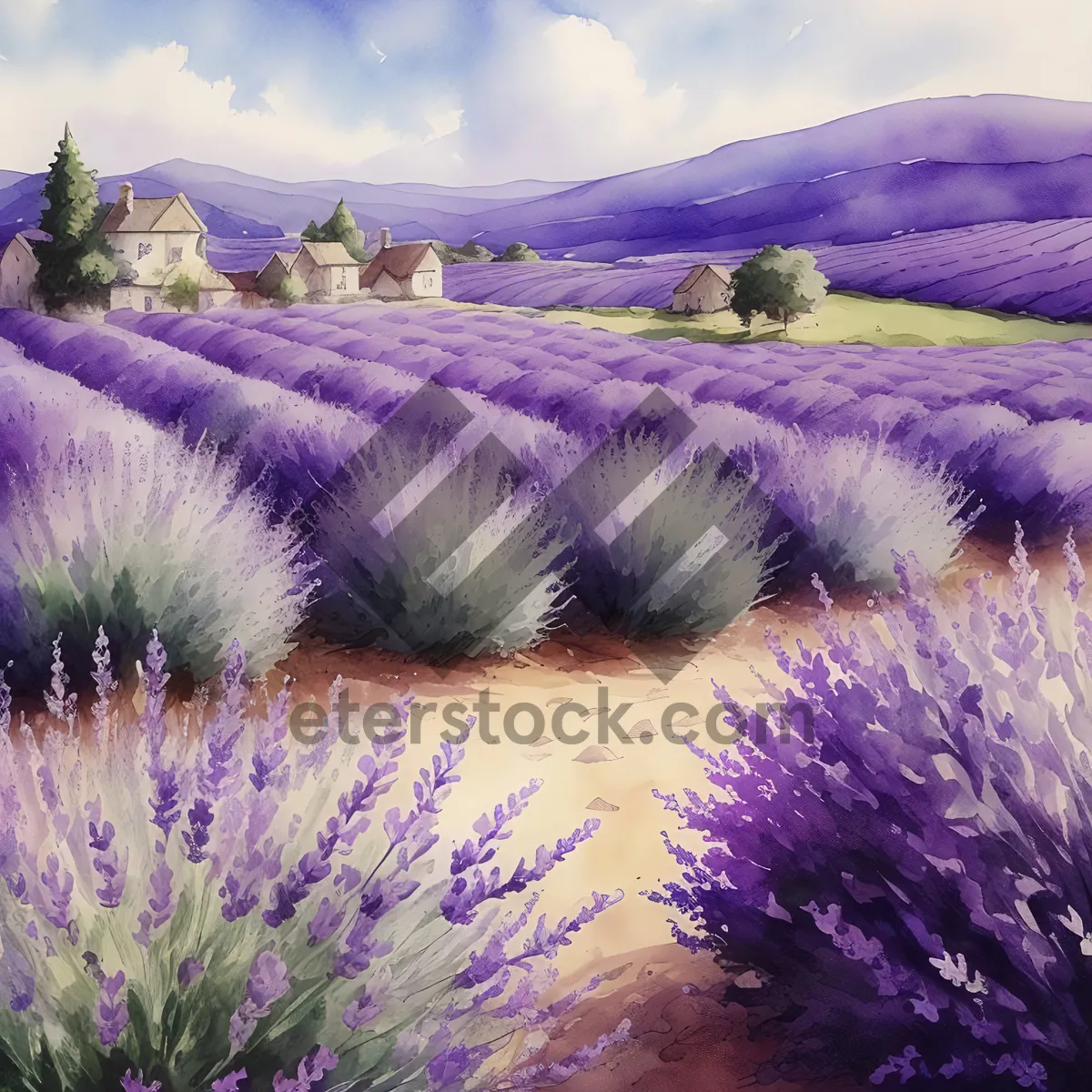 Picture of serene lavender field in full bloom