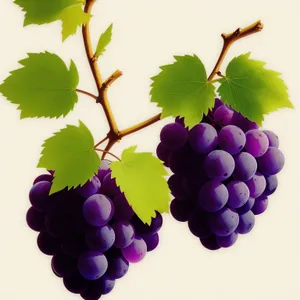 Juicy Autumn Harvest of Fresh Purple Grapes