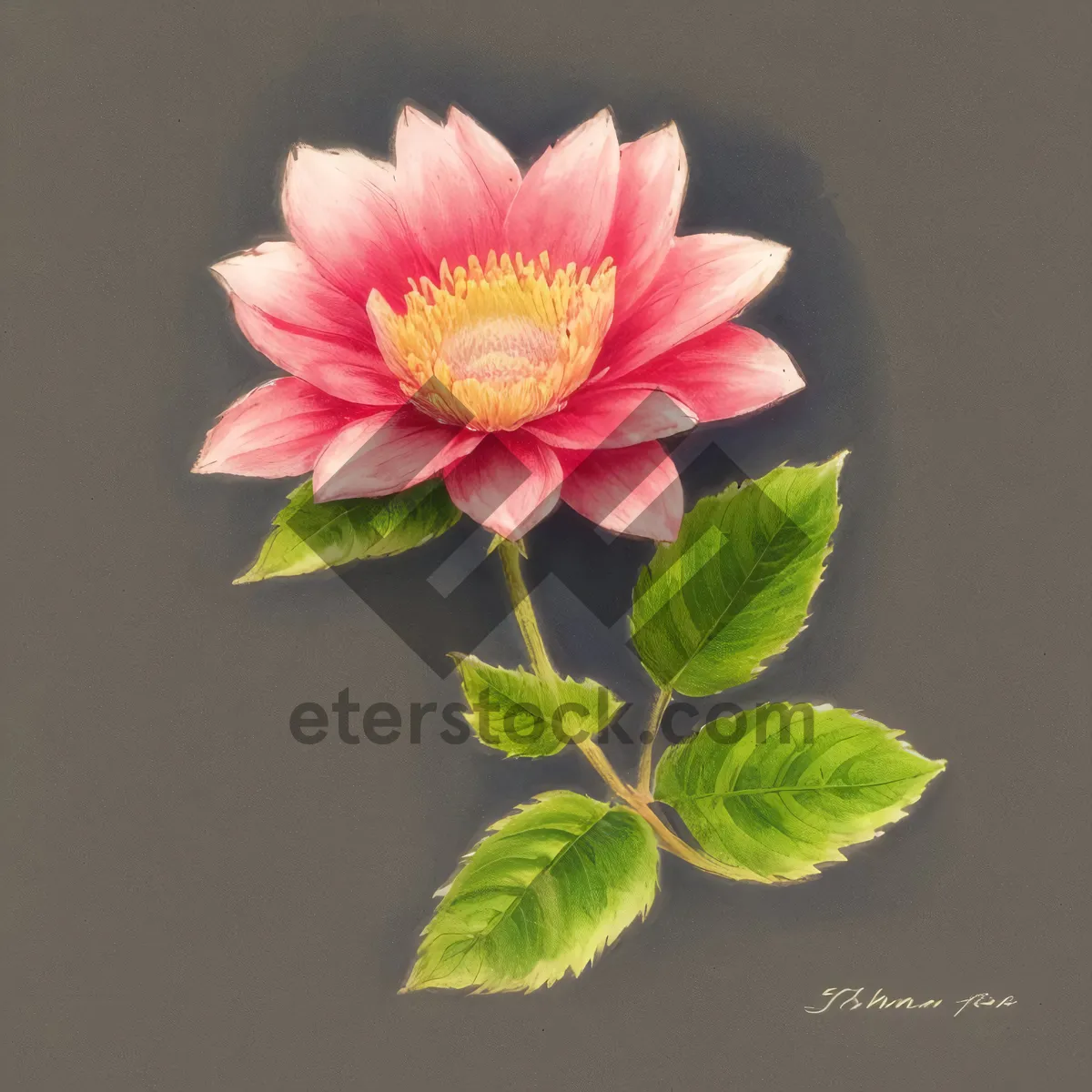 Picture of Pretty in Pink: Blooming Lotus Flower in a Summer Garden