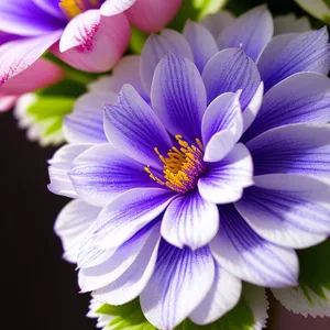 Vibrant Water Violet Blooming in Garden