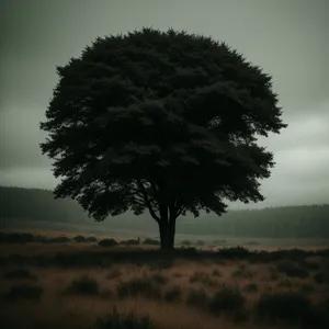 Serenity in the Countryside: Sunset Over the Tree-Covered Landscape