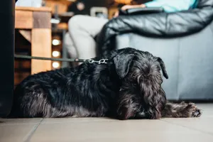 Adorable Scotch Terrier with Black Fur Cutely Posing