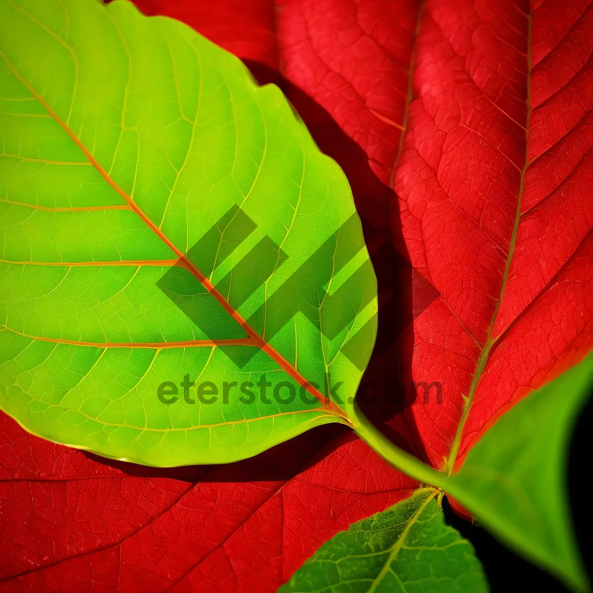 Picture of Vibrant Leaves of Sumac Shrub in Spring Garden