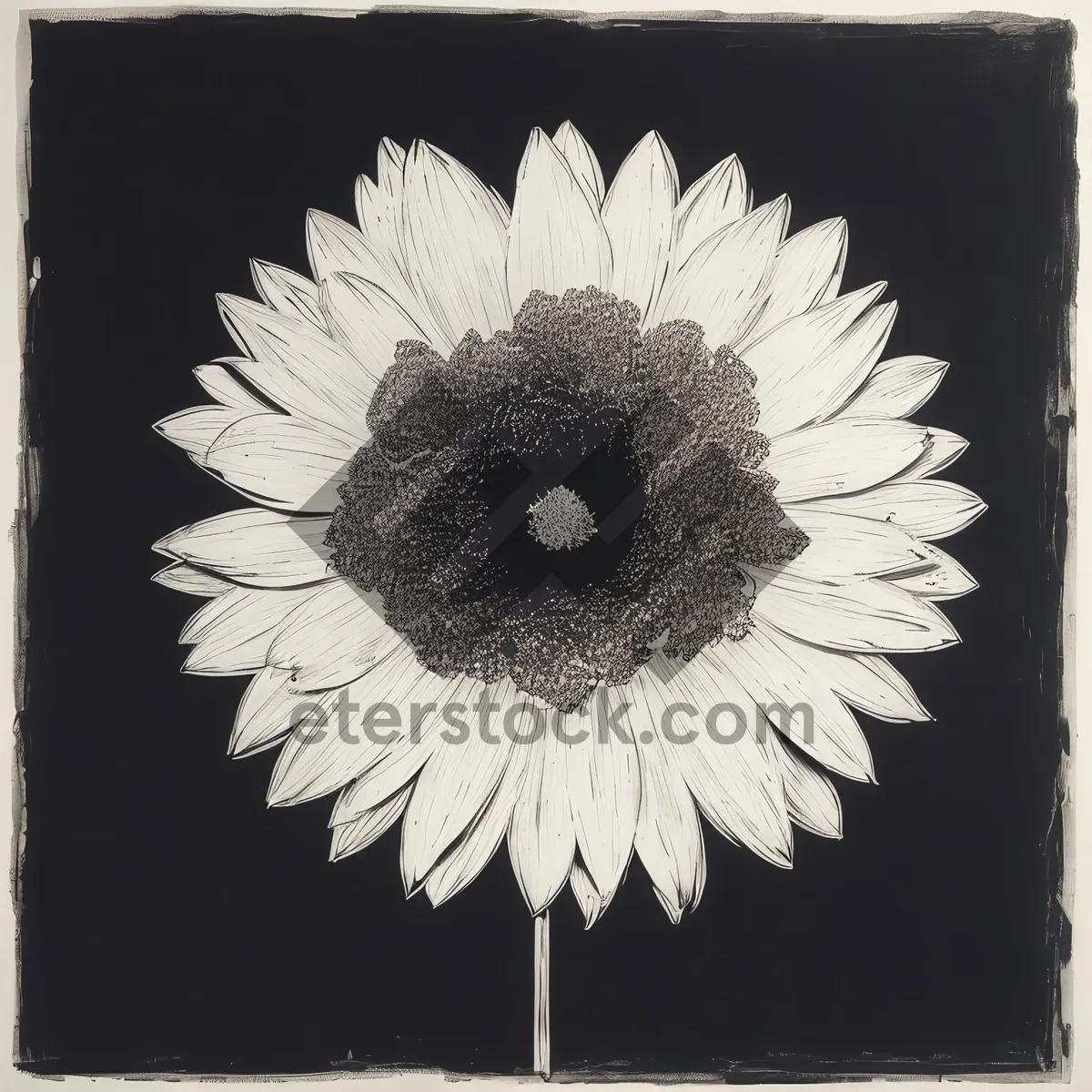 Picture of Bright Blossoming Sunflower in Summer Garden