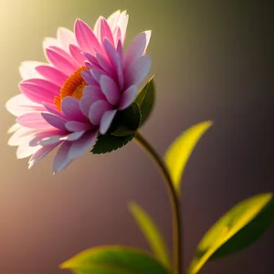 Bright Pink Lotus Blooming in Summer Garden