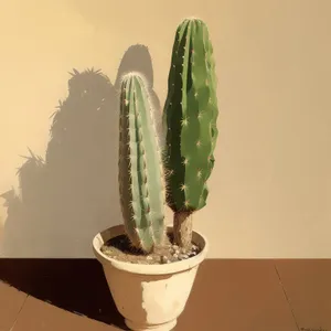 Saguaro cactus with blooming desert flower