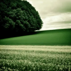 Rural Landscape with Field of Soybeans and Cloudy Sky