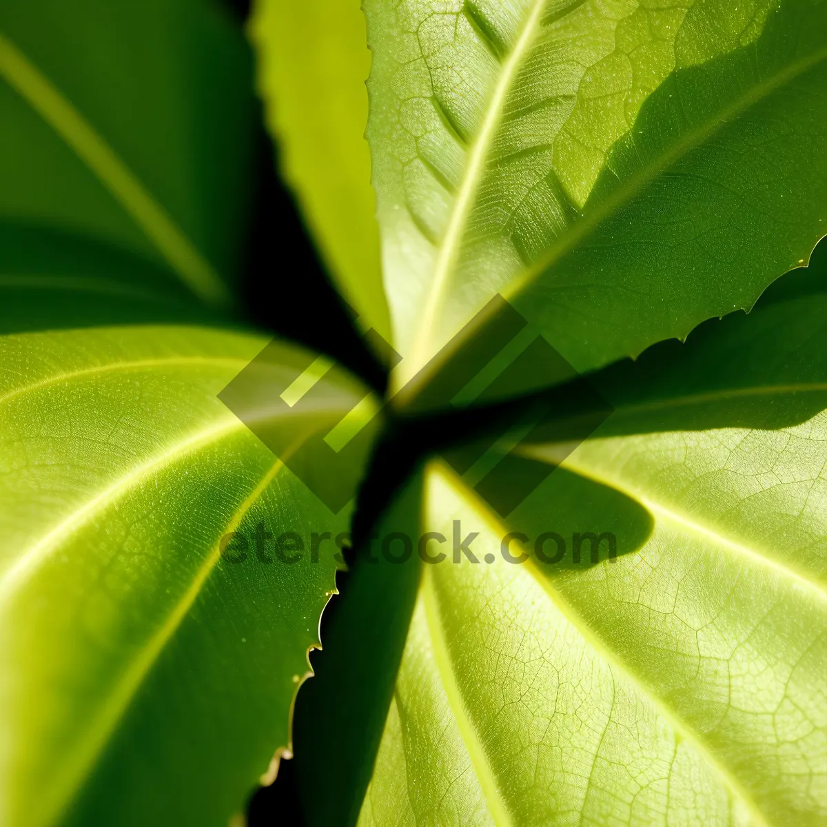 Picture of Vibrant Foliage: Life Blooms in Nature's Wonderland