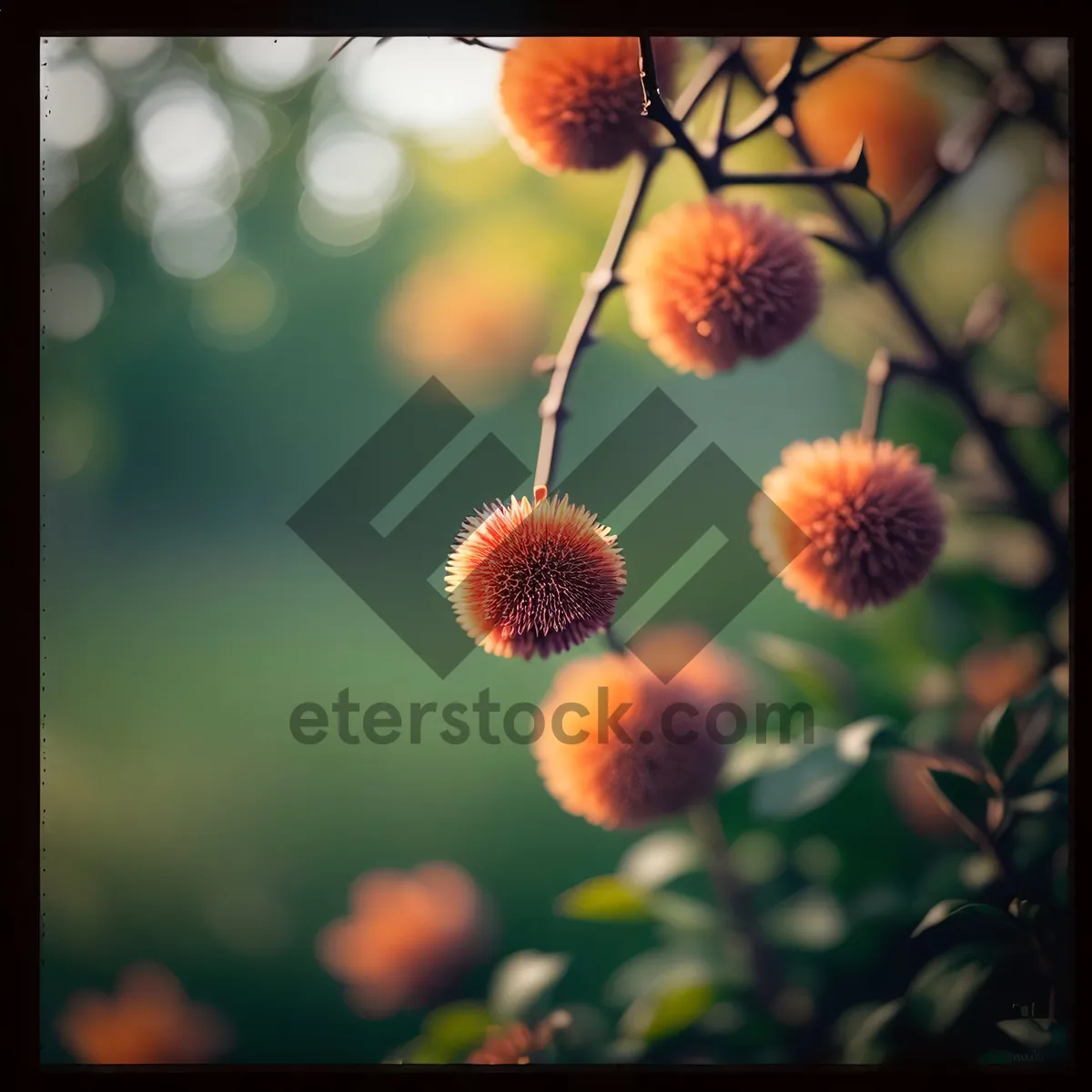 Picture of Fresh Strawberry Bush with Vibrant Berries and Leaves