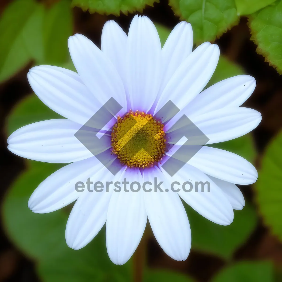 Picture of Vibrant Yellow Daisy Blossom in Spring Meadow