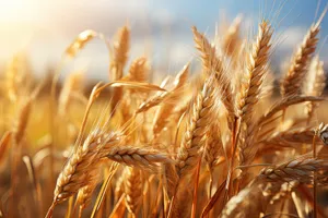 Golden Wheat Field in Autumn Harvest Season.