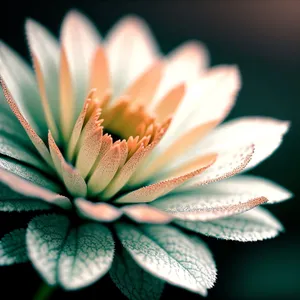 Pink Petal Pinwheel: Blooming Floral Beauty in Closeup