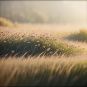 Golden Harvest: A Flourishing Wheat Field in the Rural Countryside.