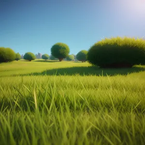 Golden Wheat Field Under Clear Sky