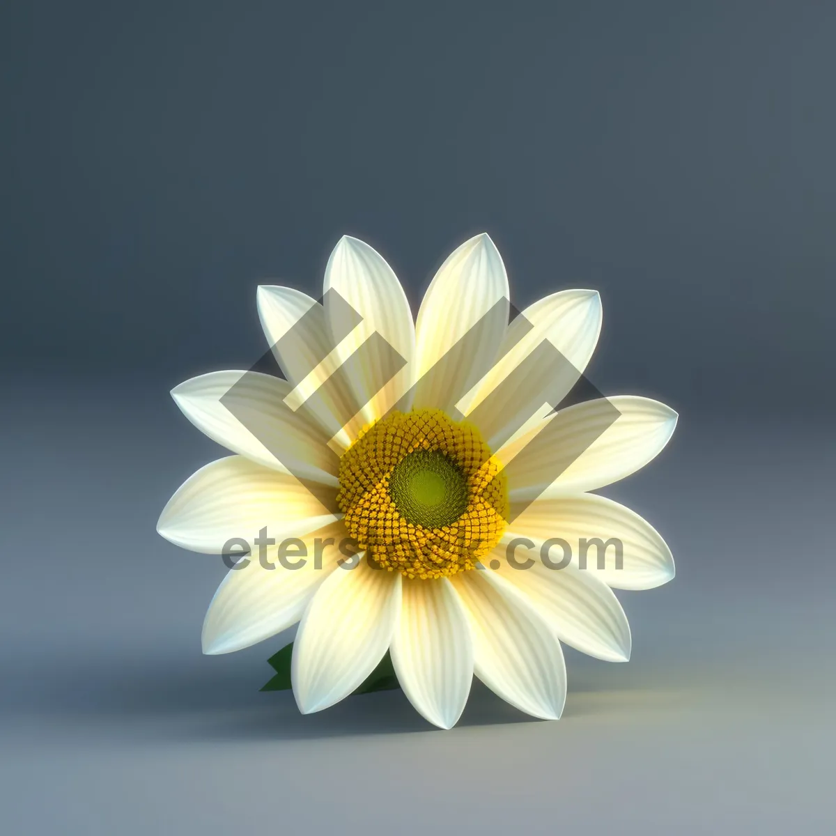 Picture of Vibrant Yellow Daisy Blossom in Summer Garden