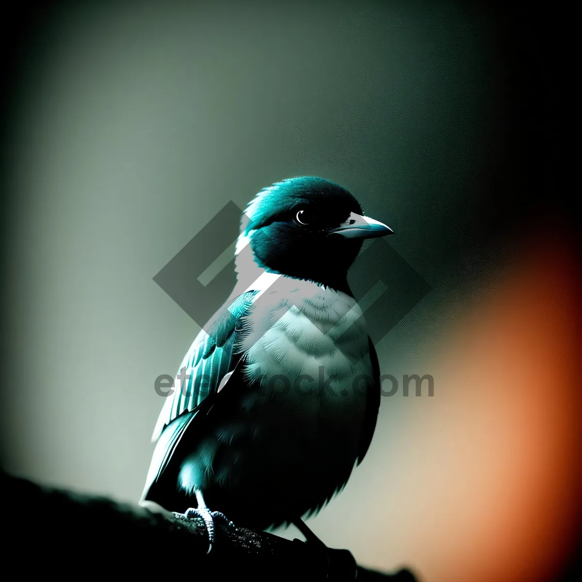 Picture of Black-winged Seabird with Piercing Eye