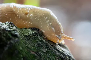 Garden snail on leaf in a garden.