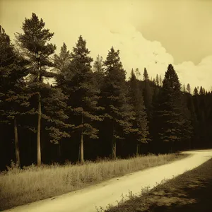 Winter Wonderland: Serene Snow-covered Pine Forest