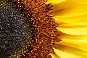 Bright Sunflower Blossom in Sunny Field