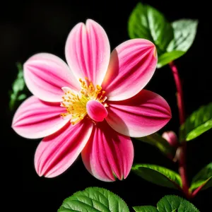 Pink Petal Floral Blossom in Summer Garden