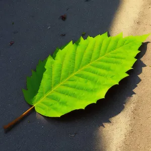 Vibrant Autumn Foliage Bursting with Life