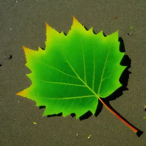 Fresh Kale Leaf Close-Up: Vibrant Green Garden Delight.