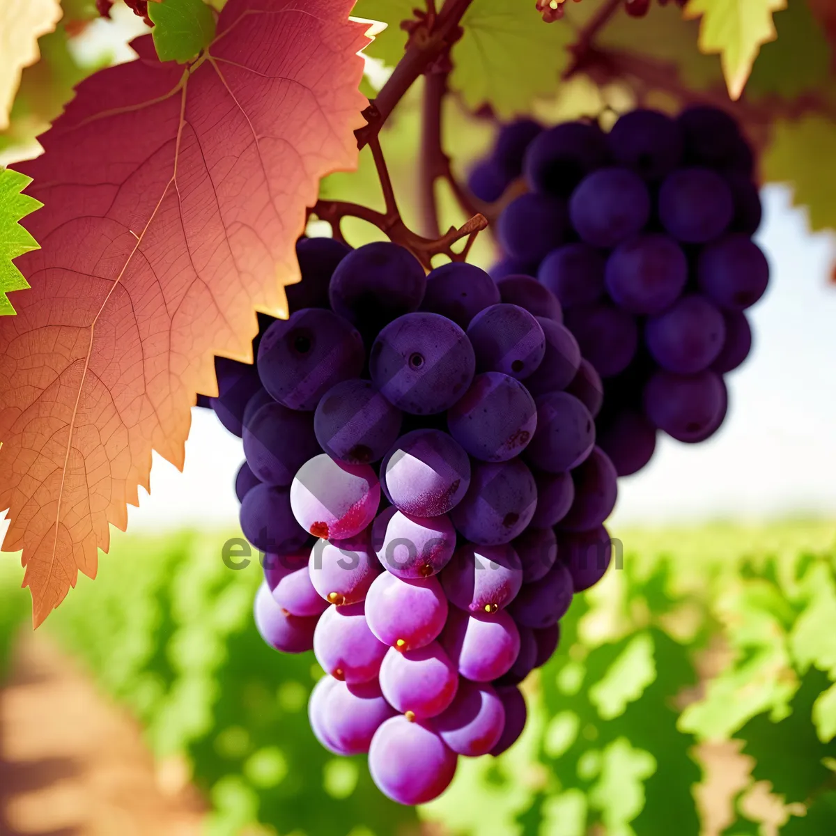 Picture of Juicy Harvest: Organic Purple Grapes on the Vine