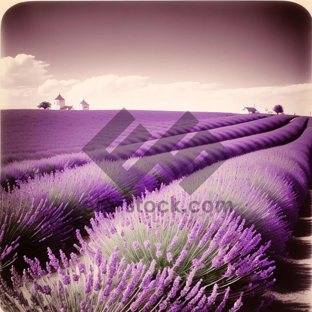 Picture of Vibrant Lavender Field Blooming with Colorful Flowers