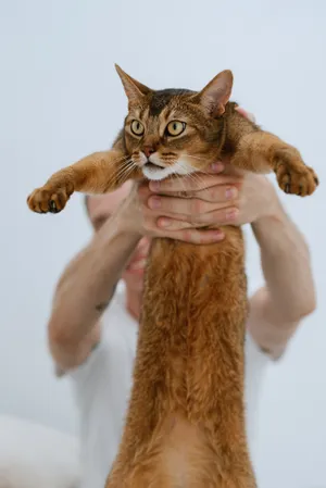 Adorable striped feline gazing with curiosity furry kitty