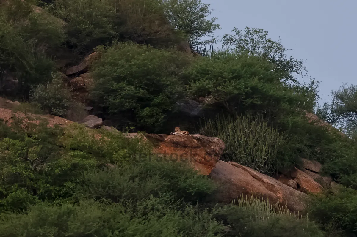 Picture of Mountain landscape with river and forest