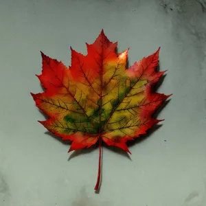 Vibrant Autumn Maple Leaves - Colorful Foliage