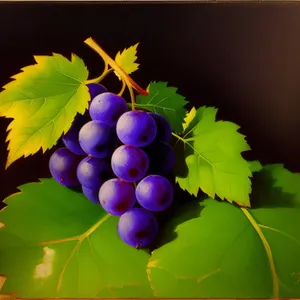 Colorful Autumn Harvest: Juicy Purple Grapes in the Vineyard