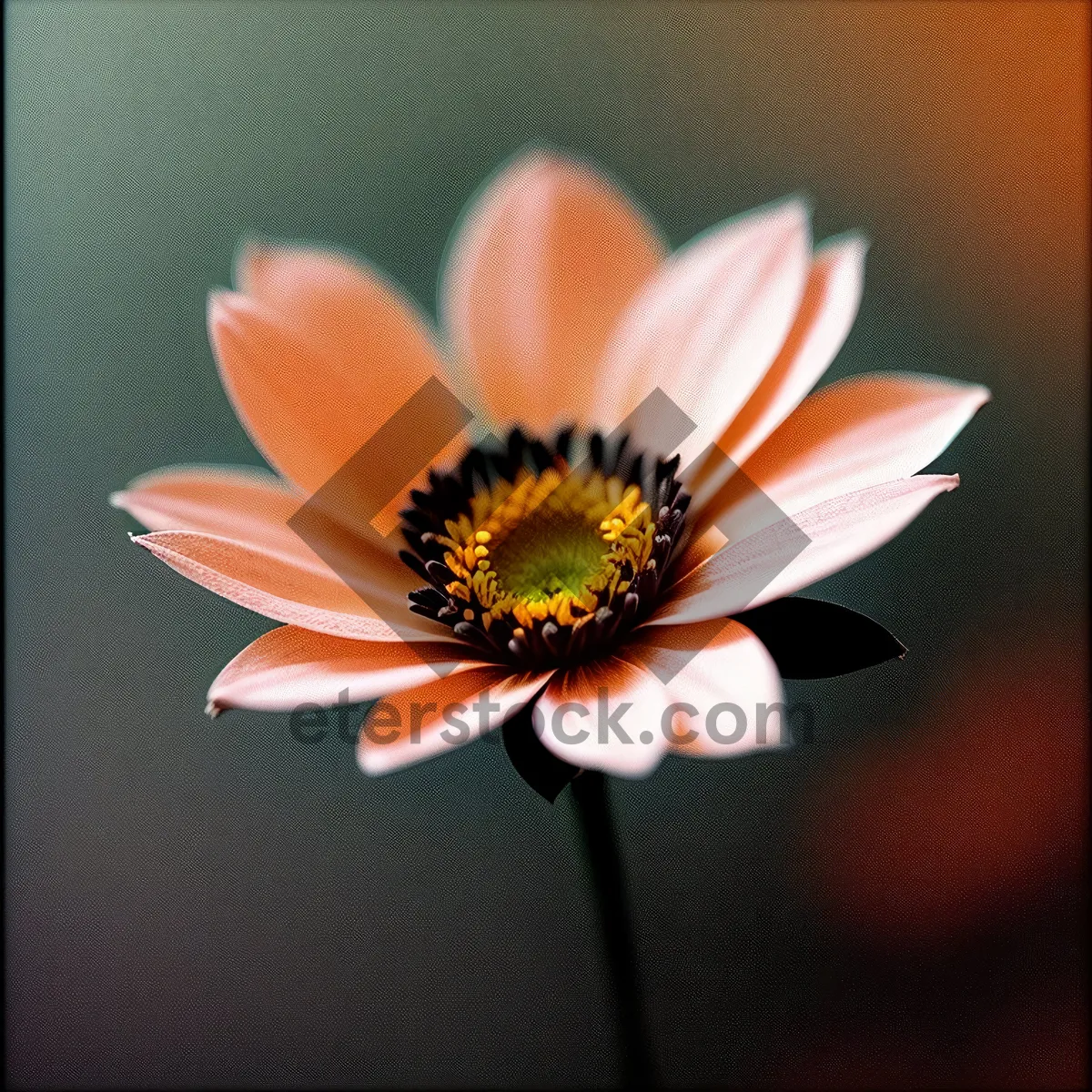Picture of Vibrant yellow daisy petal in full bloom