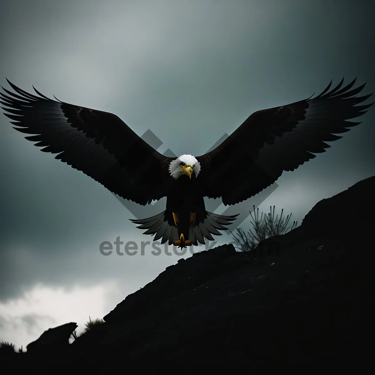 Picture of Bald Eagle in Flight: Majestic Predator Soaring Through the Sky