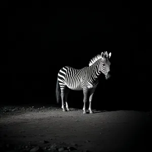 Striped Equine Majesty in African Grasslands