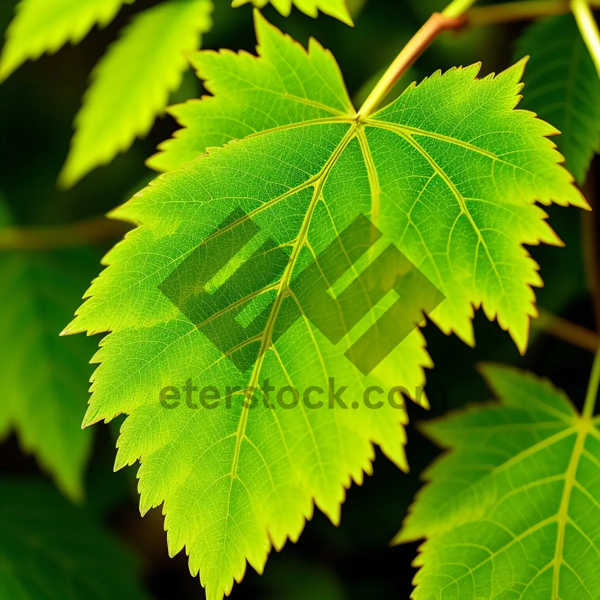 Picture of Bright Maple Leaves in Lush Forest