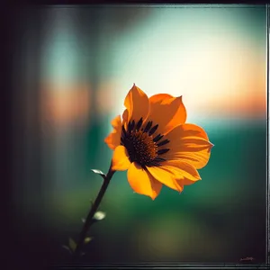 Bright Sunflower Blossom in Colorful Garden