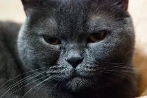 Adorable tabby kitten with whiskers and gray fur